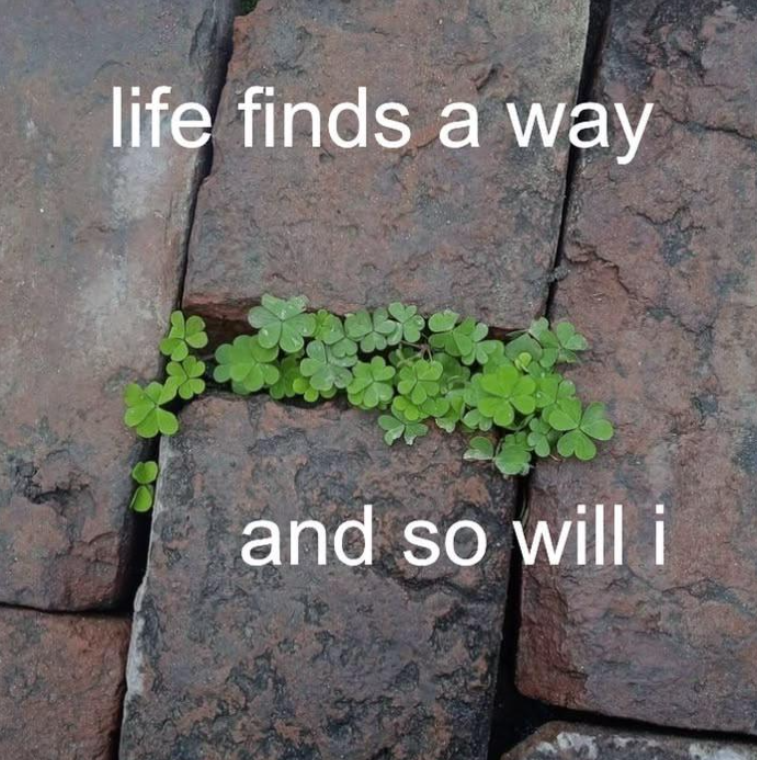 life finds a way and so will i