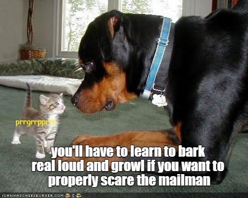 prrgrrppr you'll have to learn to bark real loud and growl if you want to properly scare the mailman ICANHAS CHEEZBURGER.COM :