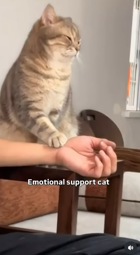 Emotional support cat