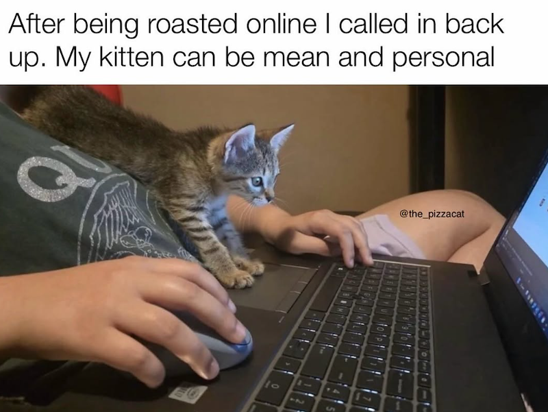 After being roasted online I called in back. up. My kitten can be mean and personal Q 10 S @the_pizzacat