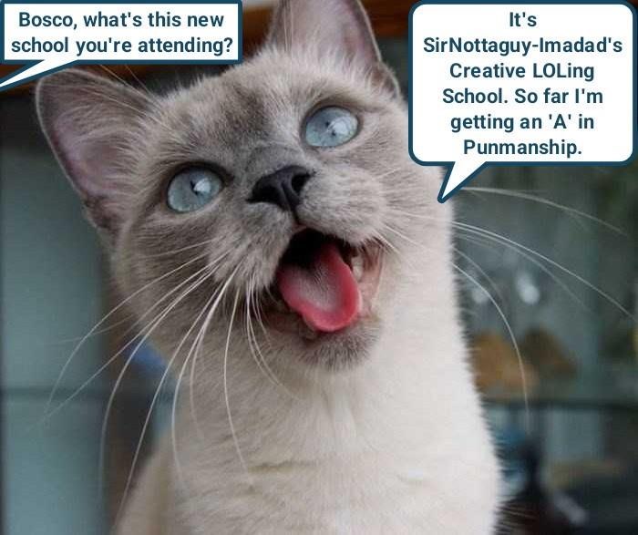 Bosco, what's this new school you're attending? It's Sir Nottaguy-Imadad's Creative LOLing School. So far I'm getting an 'A' in Punmanship.