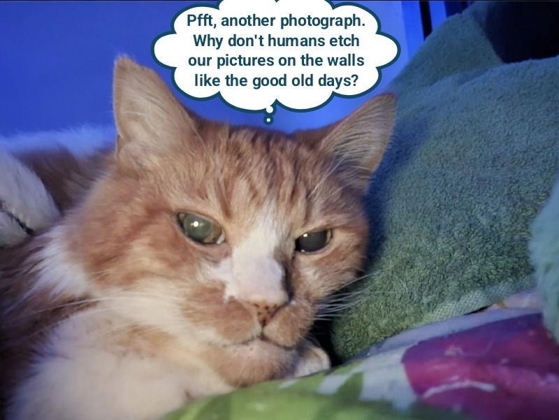 Pfft, another photograph. Why don't humans etch our pictures on the walls like the good old days?