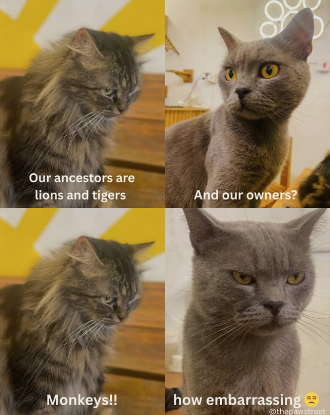 Our ancestors are lions and tigers And our owners? Monkeys!! how embarrassing 65 @thepawstreet