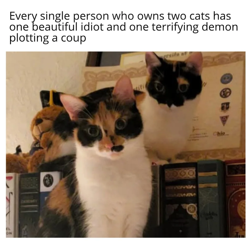 EL ON Every single person who owns two cats has one beautiful idiot and one terrifying demon plotting a coup rsifa WWM Chio