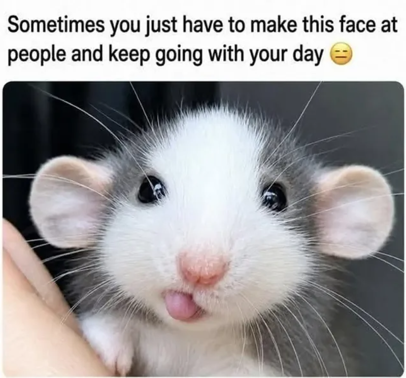 Sometimes you just have to make this face at people and keep going with your day ☺