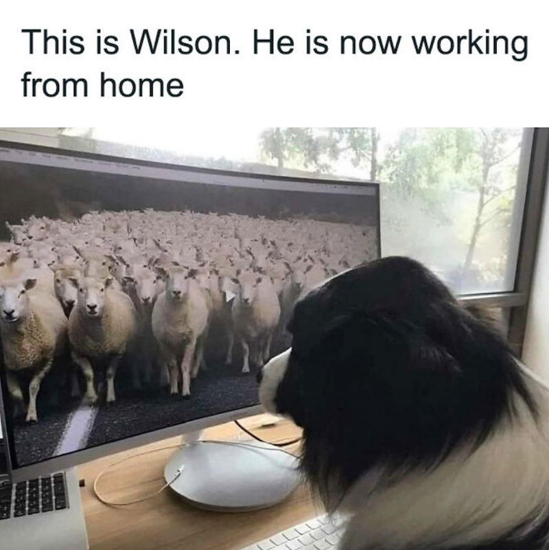 This is Wilson. He is now working from home