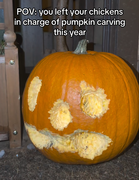 POV: you left your chickens in charge of pumpkin carving this year