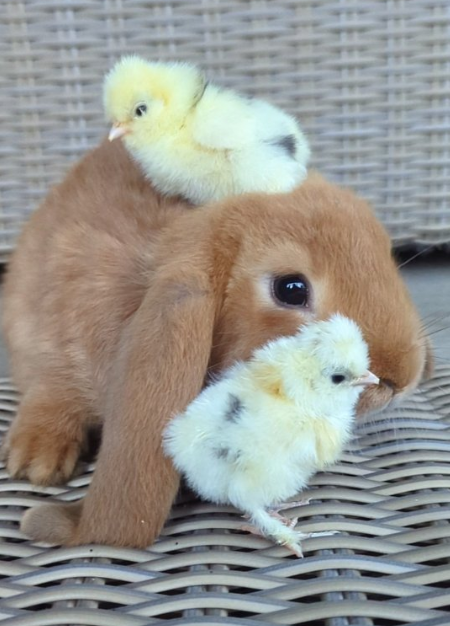 Cheezburger Image 10668411904