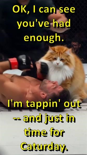 OK, I can see you've had enough. I'm tappin' out -- and just in time for Caturday.