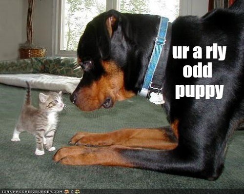 ICANHASCHEEZBURGER.COM ur a rly odd puppy
