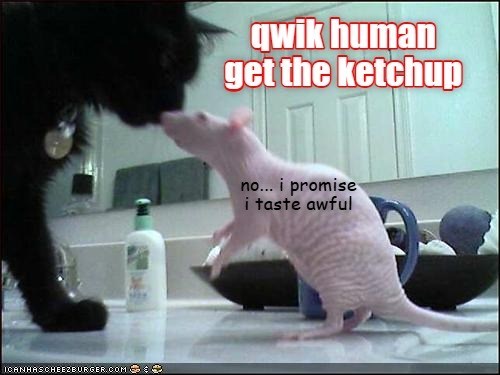 ICANHASCHEEZBURGER.COM qwik human get the ketchup no... i promise i taste awful