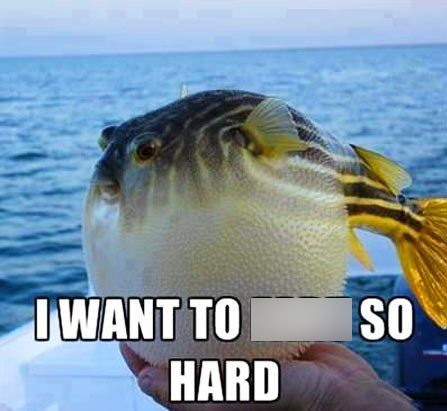 I WANT TO HARD SO