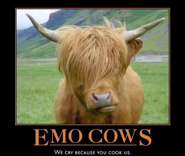 EMO COWS WE CRY BECAUSE YOU COOK US.