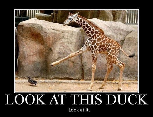 LOOK AT THIS DUCK Look at it.