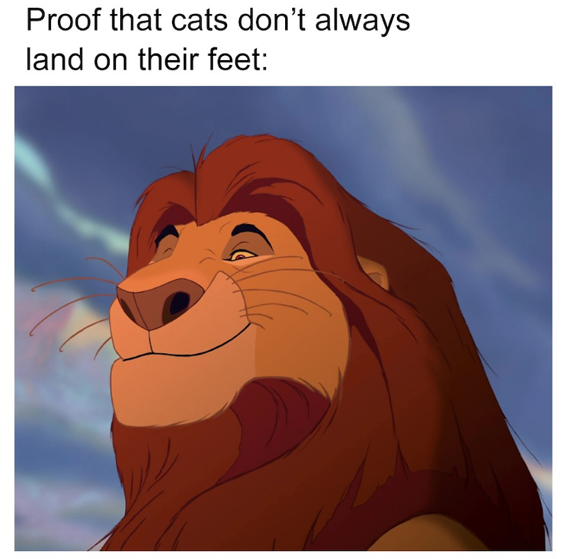 Proof that cats don't always land on their feet: