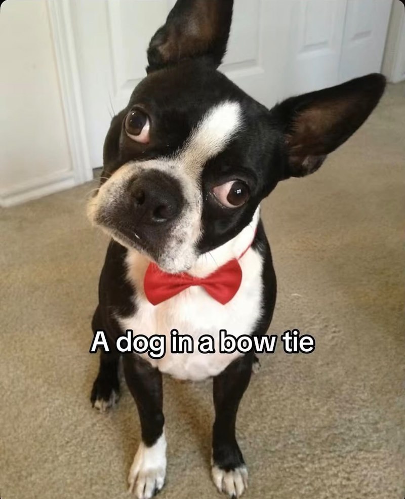 A dog in a bow tie