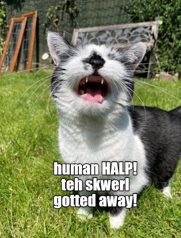 human HALP! teh skwerl gotted away!