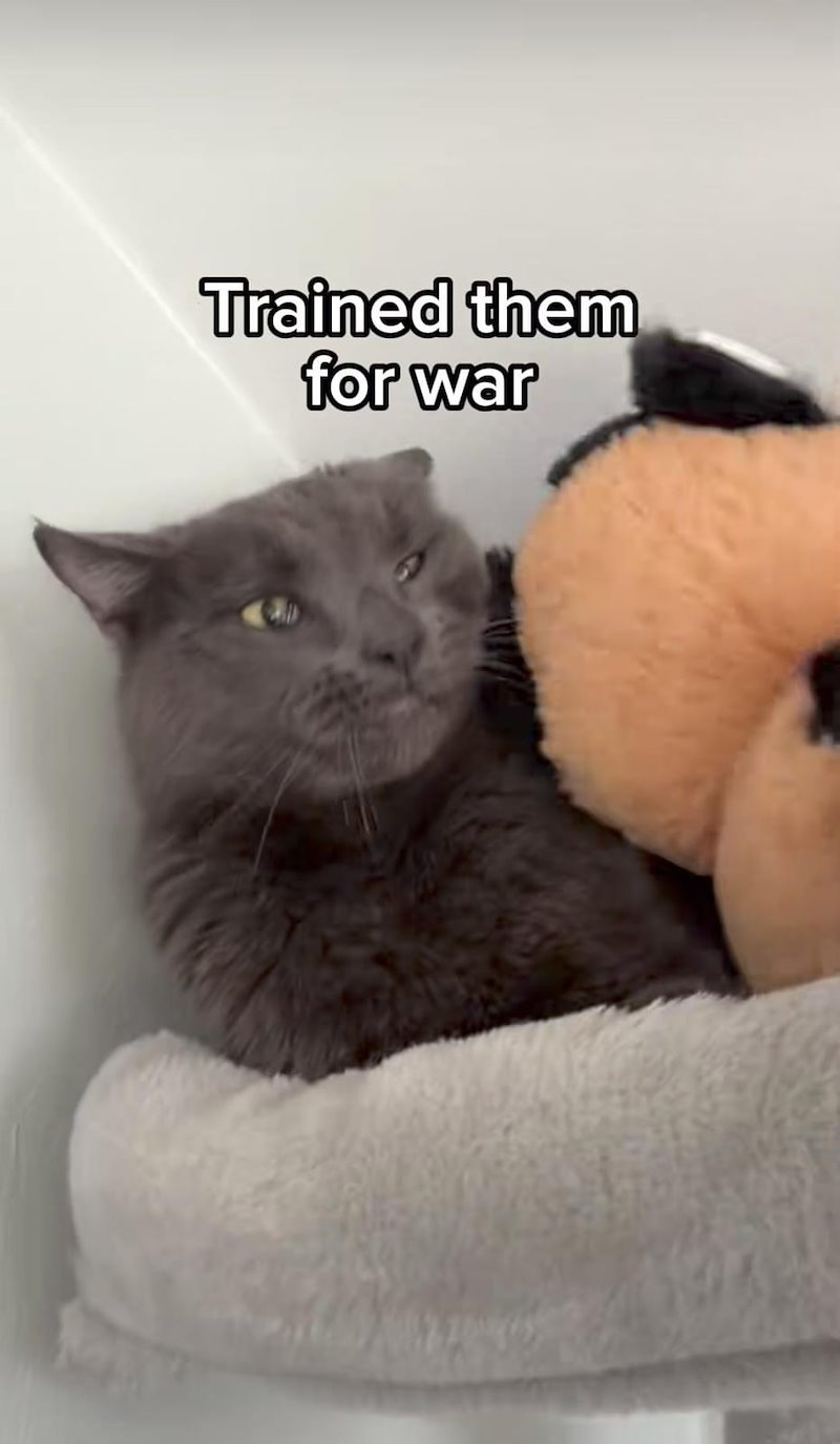 Trained them for war