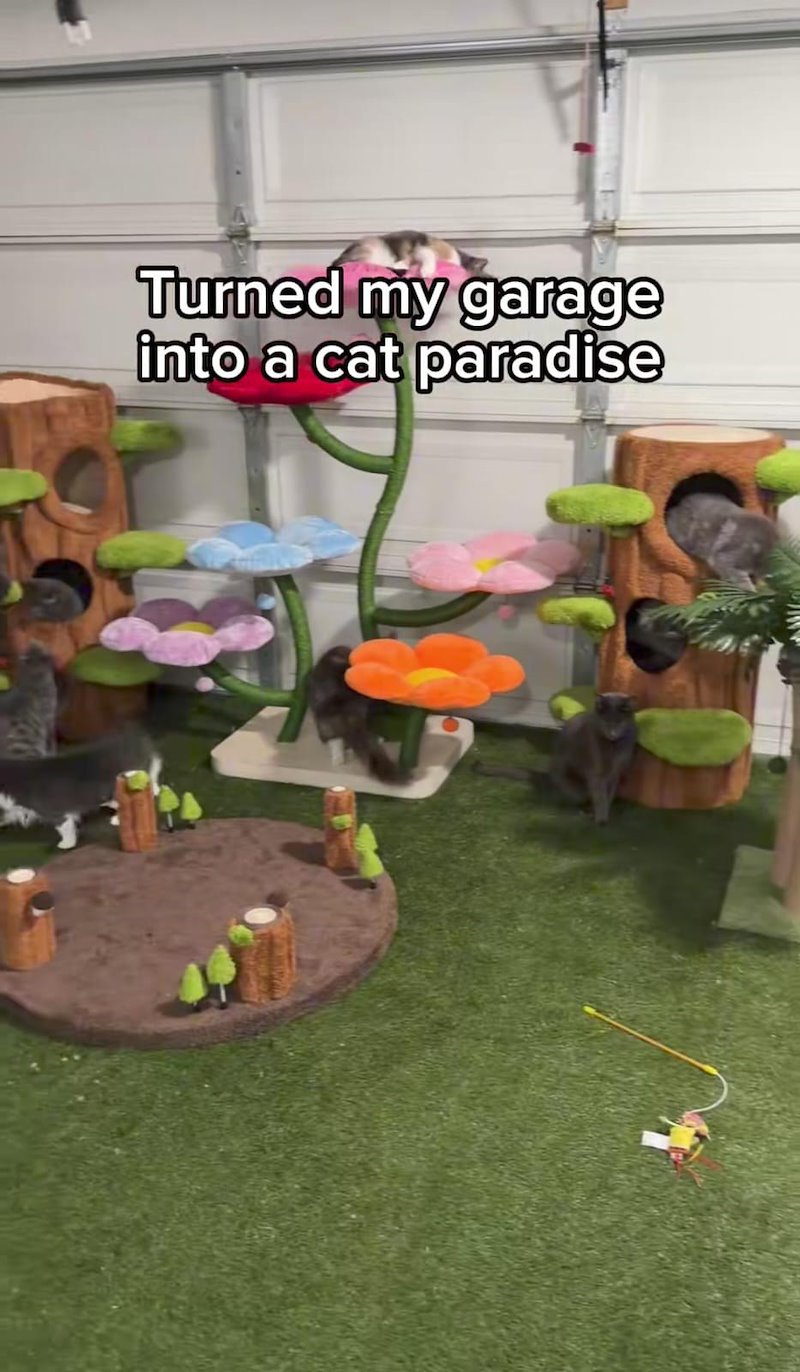 Turned my garage into a cat paradise
