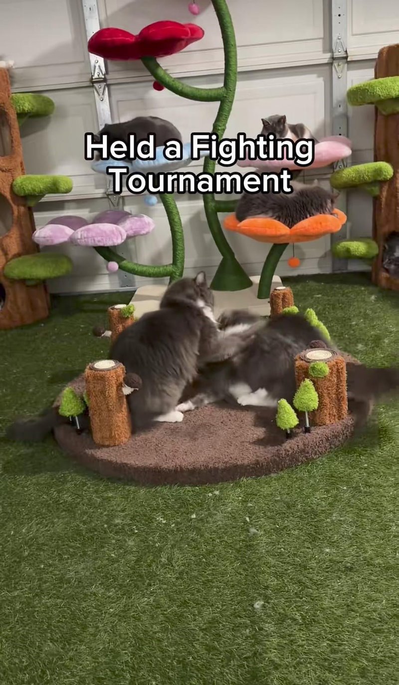 Held a Fighting Tournament
