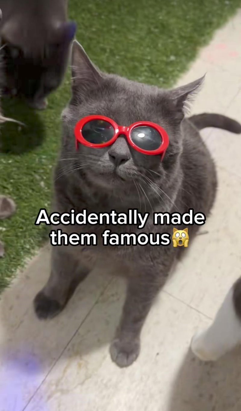 Accidentally made them famous
