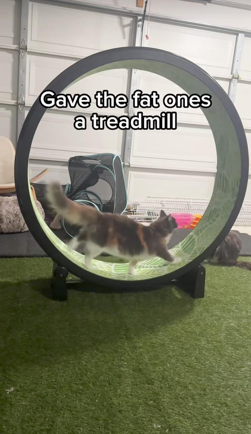 Gave the fat ones a treadmill