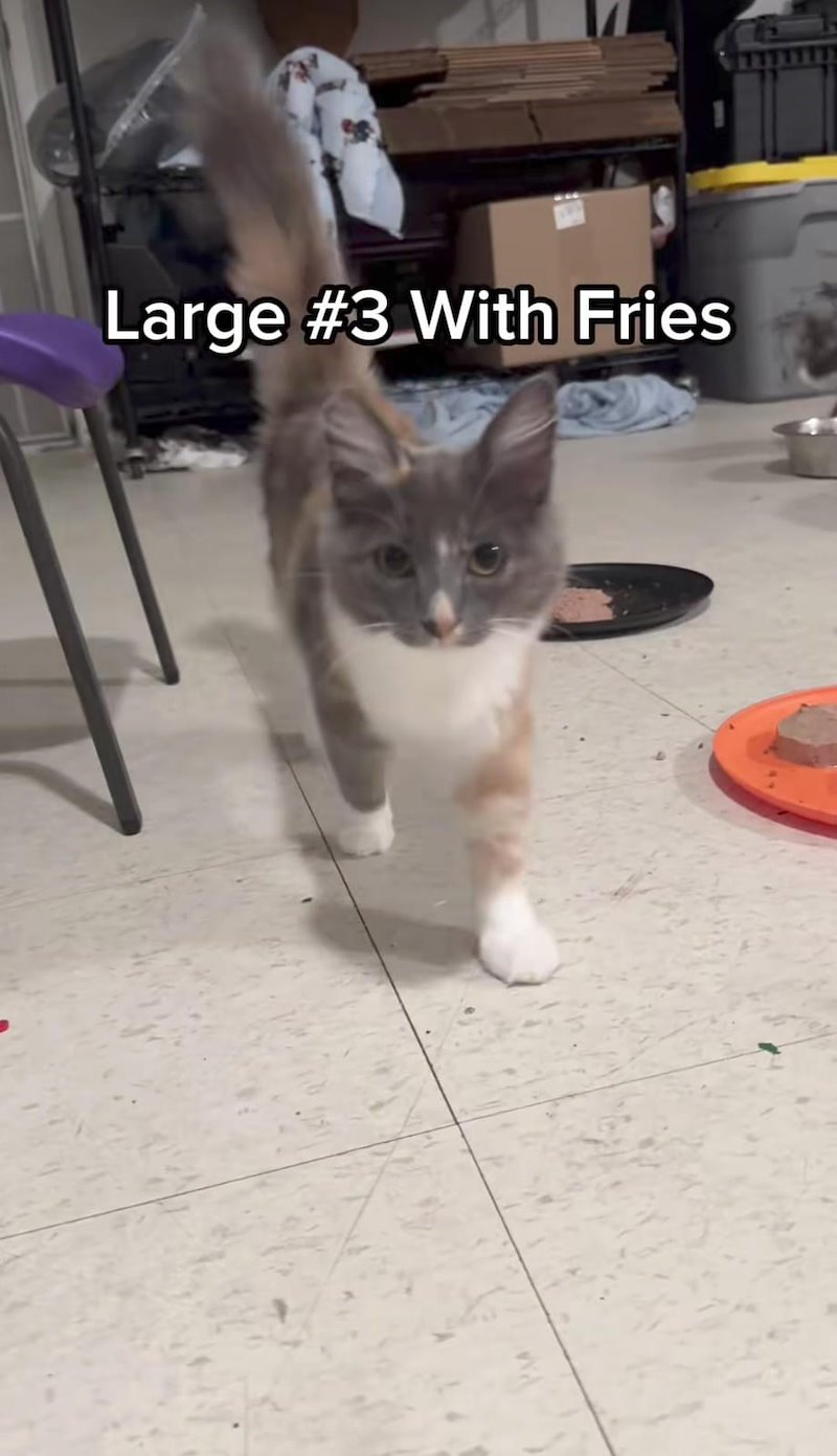Large #3 With Fries