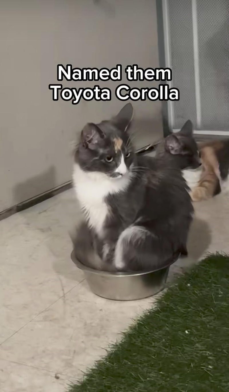 Named them Toyota Corolla