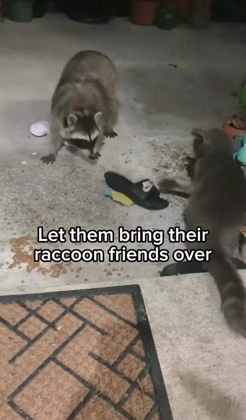 Let them bring their raccoon friends over