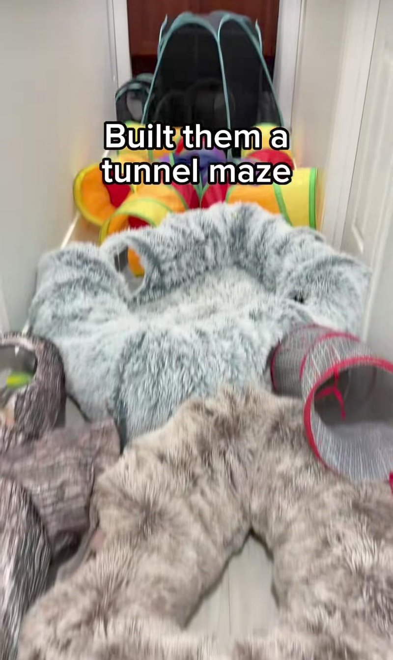 Built them a tunnel maze