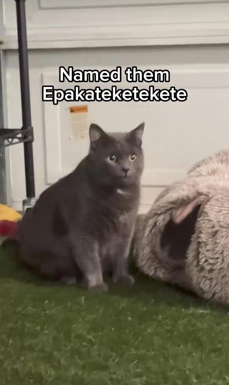 Named them Epakateketekete