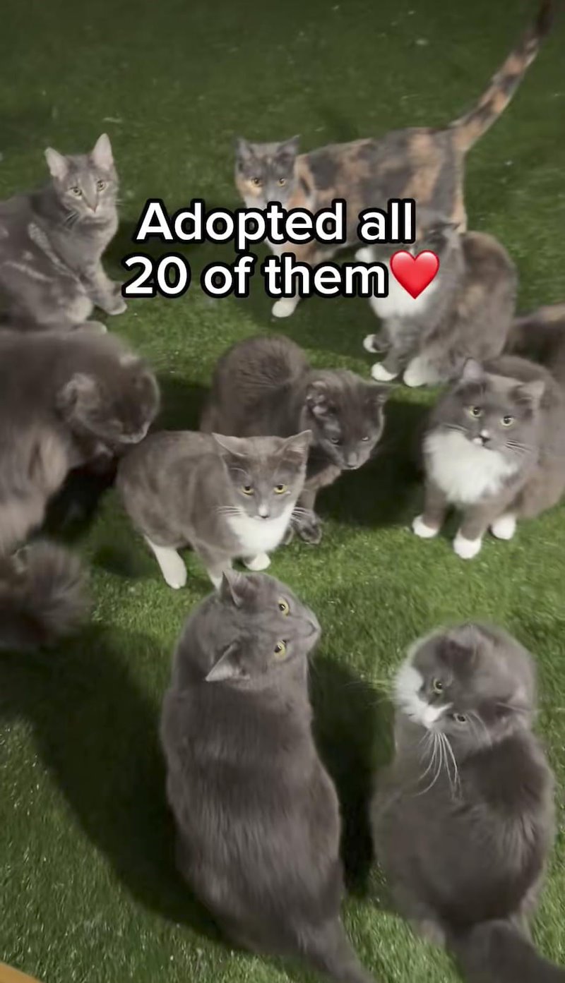 Adopted all 20 of them