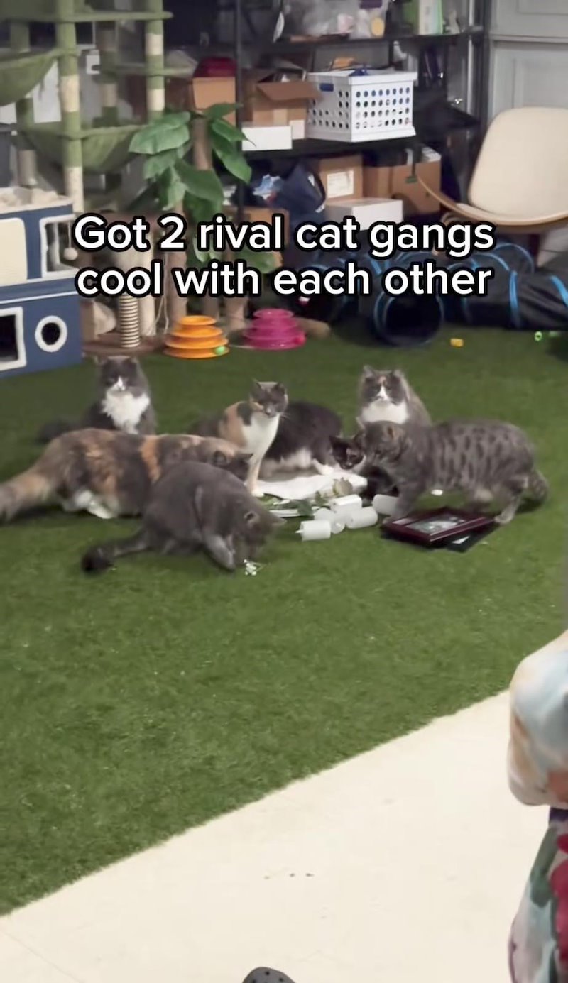 T Jo Got 2 rival cat gangs cool with each other