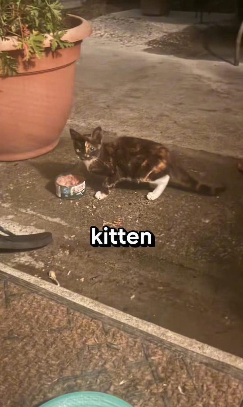 kitten