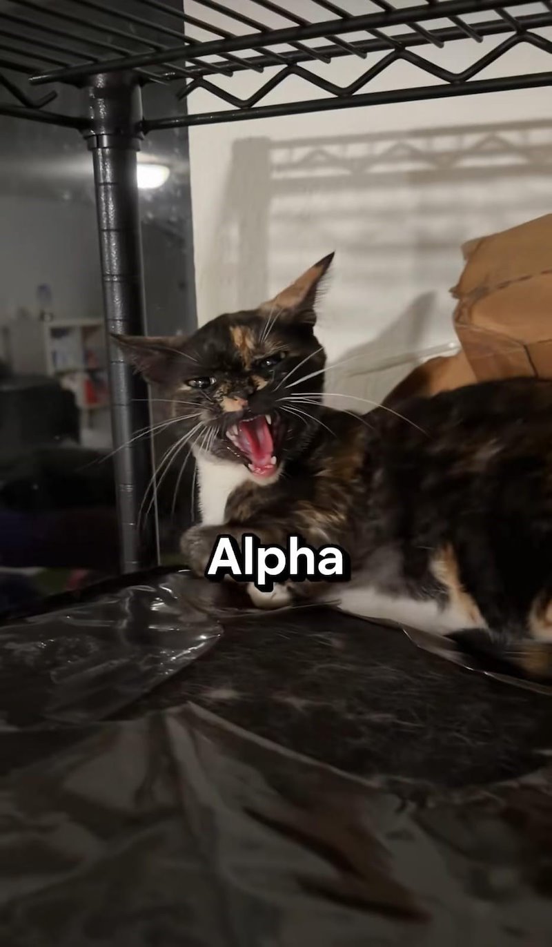 Alpha