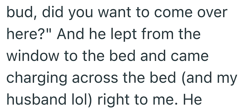 bud, did you want to come over here?" And he lept from the window to the bed and came charging across the bed (and my husband lol) right to me. He