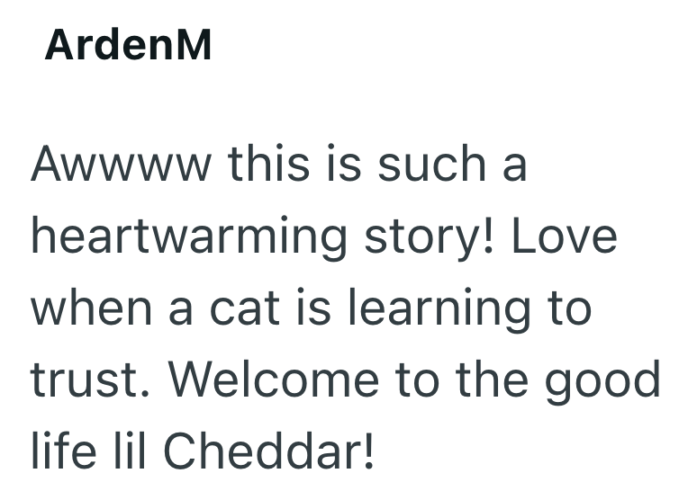 ArdenM Awwww this is such a heartwarming story! Love when a cat is learning to trust. Welcome to the good life lil Cheddar!