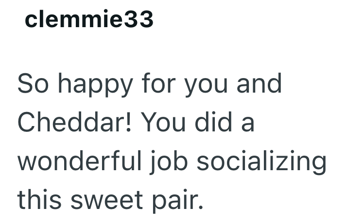clemmie33 So happy for you and Cheddar! You did a wonderful job socializing this sweet pair.