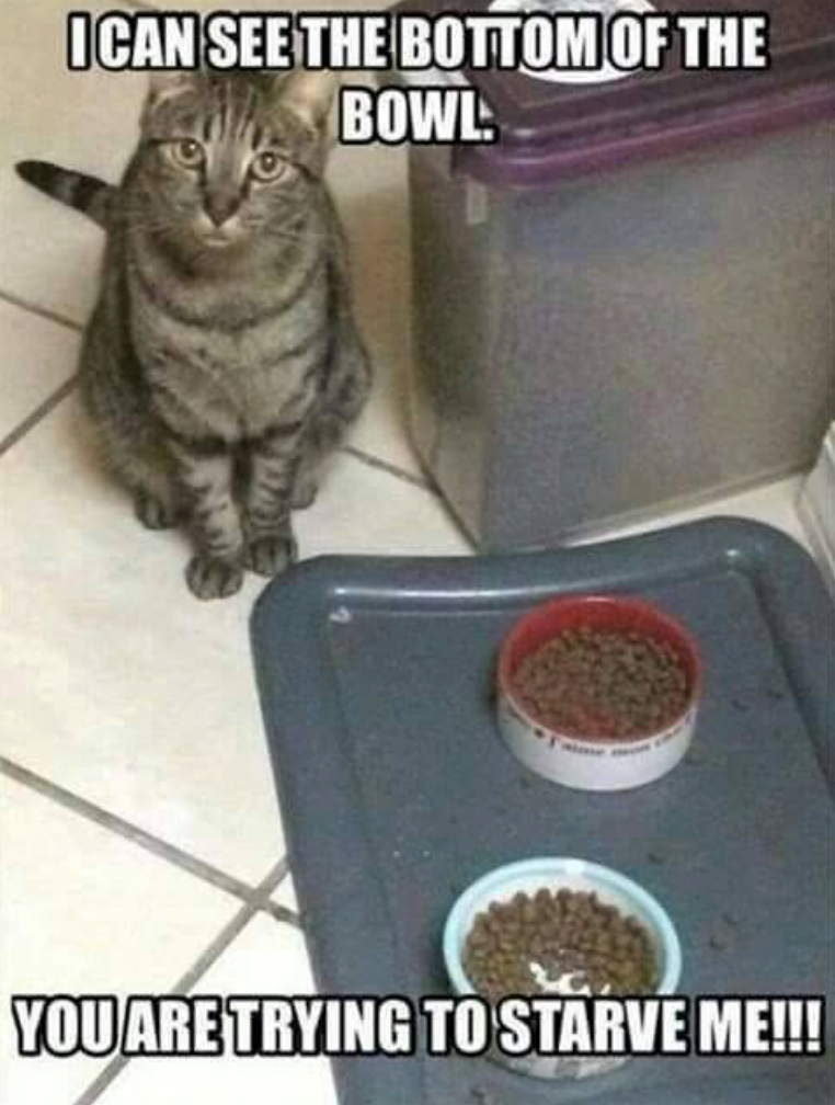 ICAN SEE THE BOTTOM OF THE BOWL YOU ARE TRYING TO STARVE ME!!!