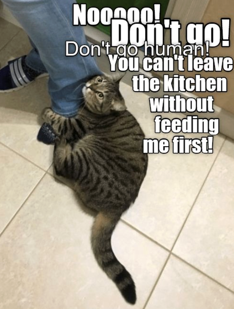 Nooooo! Don't go! Don't do human! You can't leave the kitchen without feeding me first!