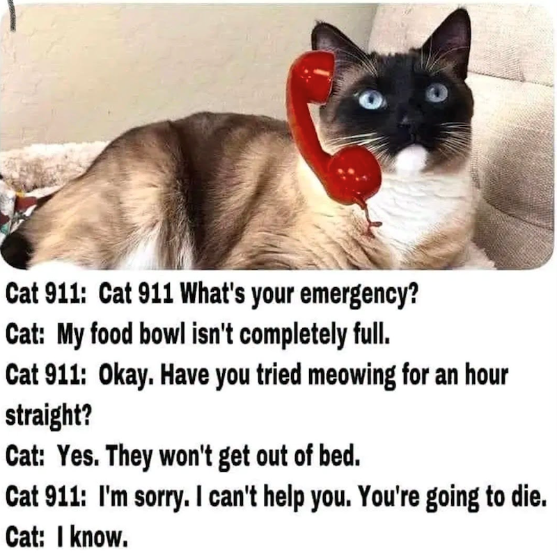 Cat 911: Cat 911 What's your emergency? Cat: My food bowl isn't completely full. Cat 911: Okay. Have you tried meowing for an hour straight? Cat: Yes. They won't get out of bed. Cat 911: I'm sorry. I can't help you. You're going to die. Cat: I know.