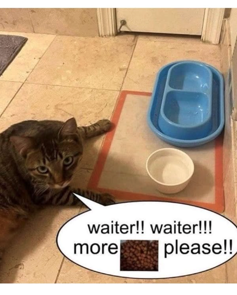 waiter!! waiter!!! please!! more