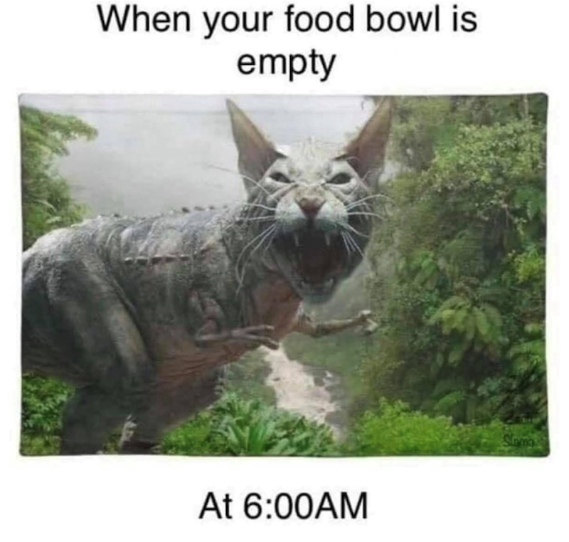 When your food bowl is empty At 6:00AM Slamas