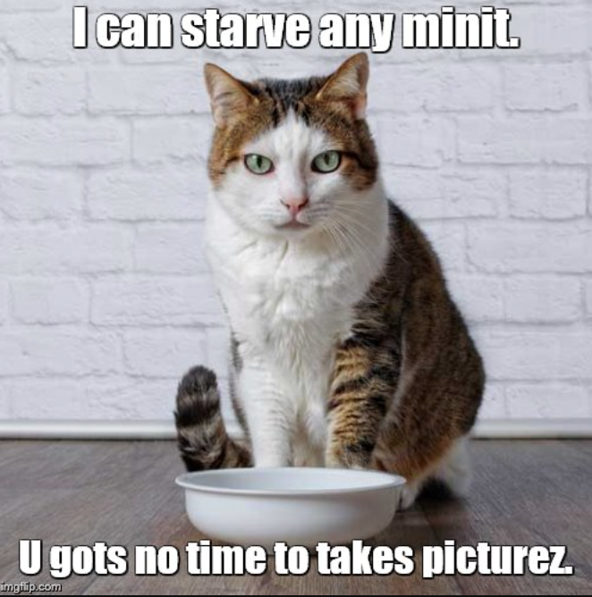 I can starve any minit. U gots no time to takes picturez imgflip.com