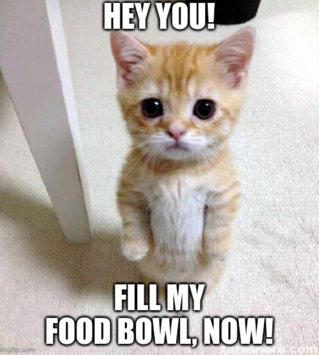 HEY YOU! imgflip.com FILL MY FOOD BOWL, NOW!