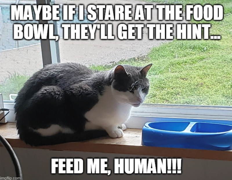 MAYBE IF I STARE AT THE FOOD BOWL, THEY'LL GET THE HINT... imgflip.com FEED ME, HUMAN!!!