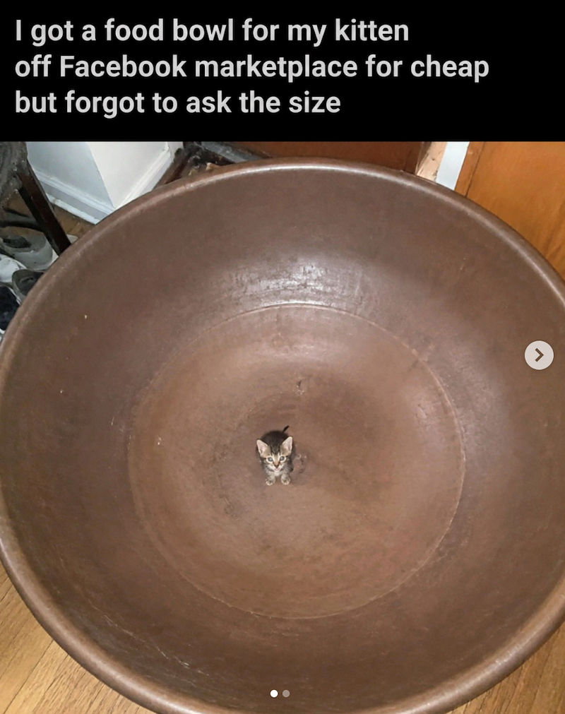 I got a food bowl for my kitten off Facebook marketplace for cheap but forgot to ask the size