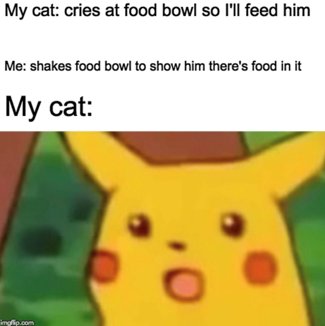 imgflip.com My cat: cries at food bowl so I'll feed him Me: shakes food bowl to show him there's food in it My cat: .