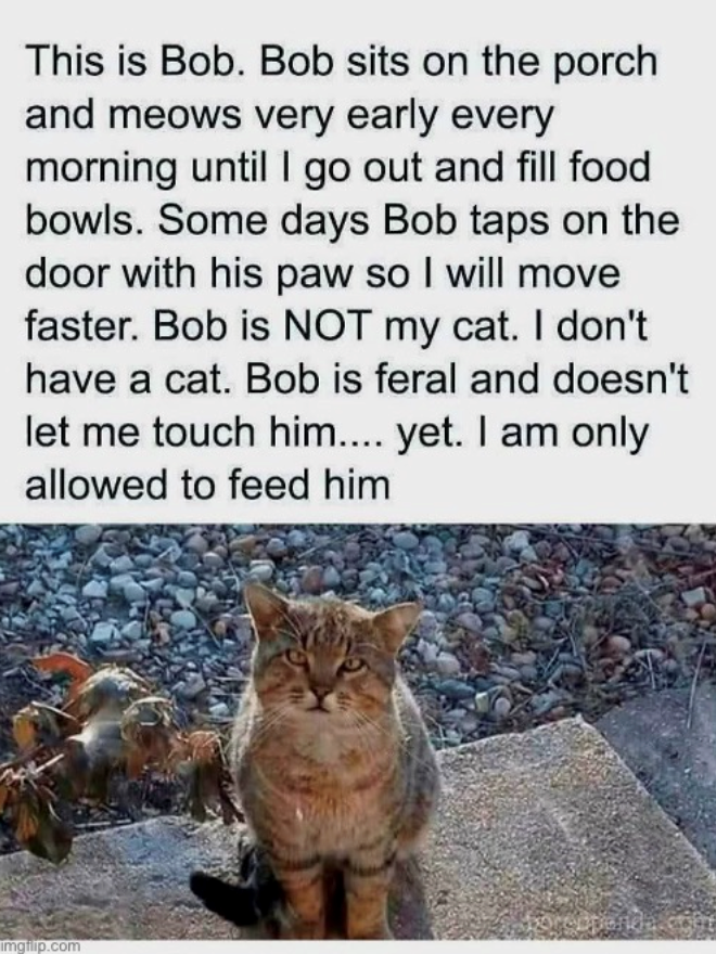 This is Bob. Bob sits on the porch and meows very early every morning until I go out and fill food bowls. Some days Bob taps on the door with his paw so I will move faster. Bob is NOT my cat. I don't have a cat. Bob is feral and doesn't let me touch him.... yet. I am only allowed to feed him imgflip.com