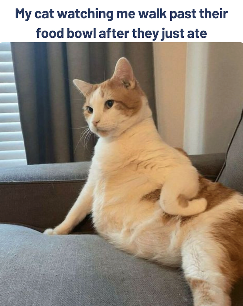 My cat watching me walk past their food bowl after they just ate